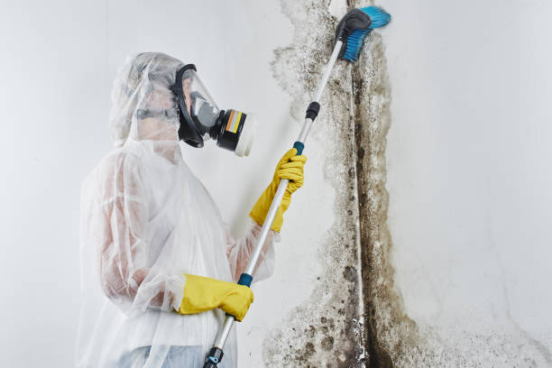 Best Best Mold Removal Companies  in St Augustine South, FL