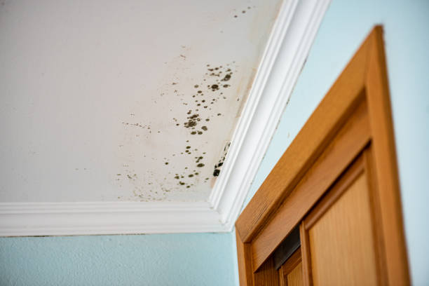 Best Local Mold Removal Service  in St Augustine South, FL