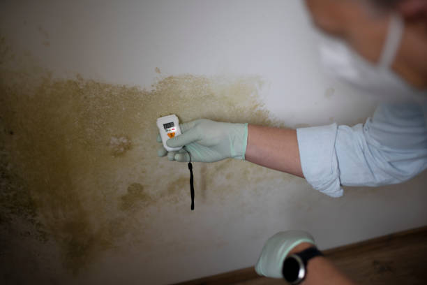Best Same-Day Mold Removal  in St Augustine South, FL