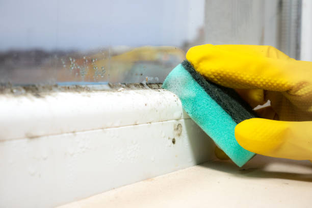 Best Mold Removal Near Me  in St Augustine South, FL