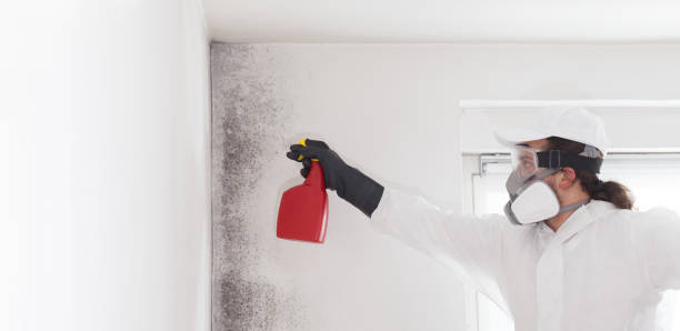 Attic Mold Removal in St Augustine South, FL