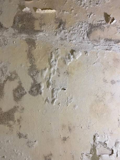 Best Certified Mold Removal  in St Augustine South, FL