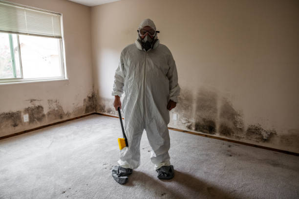 Best Black Mold Removal  in St Augustine South, FL