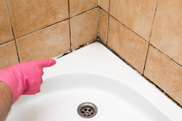 Best Mold Cleaning Services  in St Augustine South, FL